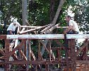 2003-0308