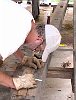 2003-0675